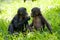Bonobos eating bamboo. Democratic Republic of Congo. Lola Ya BONOBO National Park.