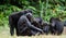 Bonobos family