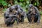 Bonobos family