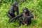 Bonobos on the grass. Green natural background.