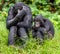 Bonobos on Green natural background