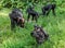 Bonobos on Green natural background.