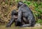 Bonobos having sex in the water. Scientific name: Pan paniscus, earlier being called the pygmy chimpanzee.