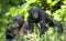 Bonobos in natural habitat. Green natural background.