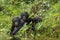 Bonobos (Pan Paniscus) on green natural background.