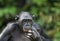 Bonobos (Pan Paniscus) on green natural background.