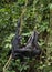 Bonobos (Pan Paniscus) on a tree branch. Green natural jungle background.