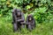 Bonobos. Scientific name: Pan paniscus