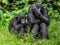 Bonobos. Scientific name: Pan paniscus,
