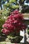 Bonsai Acer Palmatum, red maple