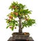 Bonsai apple tree Malus with red apples