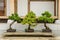 Bonsai - the art of growing an exact replica of a real tree in m