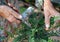 Bonsai artist takes care of his Cotoneaster tree, pruning leaves and branches with professional shears.