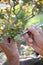 Bonsai artist takes care of his Lagestroemia tree by selective removal of leaves.