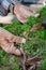 Bonsai artist takes care of his plant, wiring branches and trunk with copper wire.