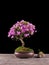 Bonsai Azalea japonica