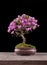 Bonsai Azalea japonica