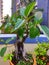 Bonsai banyan tree plant in garden nursery garden in orange plant pot with tall buildings in background urban