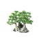 Bonsai banyan tree with white background