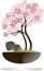 Bonsai. Blooming Sakura tree in a black pot on a white background. Pink flowers, brown branches