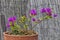 A bonsai bougainvillea with lilac flowers