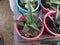 Bonsai of cactus with green colour