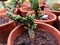 Bonsai of cactus with green colour