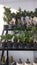 Bonsai cactus and other planta in a nursery