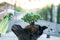 Bonsai care and tending houseplant growth. Watering small tree. Tree Treatment Concepts