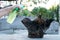 Bonsai care and tending houseplant growth. Watering small tree. Tree Treatment Concepts