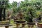 Bonsai in the Chinsee traditional garden in house, with rock hills, in the National Park of Huangguoshu Waterfall in Guizhou