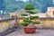 Bonsai - a classic decoration expensive homes in Asia