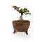 Bonsai in clay pot on isolate white background