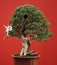 Bonsai conifer