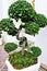 Bonsai cultivation, small curved tree with green leaves in a white ceramic pot standing outside