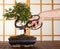 Bonsai cutting