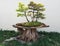 Bonsai deciduous trees