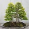 Bonsai deciduous trees