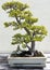 Bonsai deciduous trees