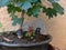 Bonsai detail