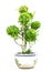 Bonsai dwarf green tree in pot isolated