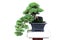 Bonsai - dwarf japanese garden juniper