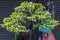 Bonsai Ebony element tree for decorate architect design in the garden.