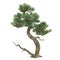 Bonsai exotic pine tree