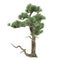 Bonsai exotic pine tree