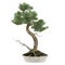 Bonsai exotic pine tree pot