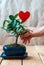 Bonsai ficus panda in a blue pot and candy in the shape of heart on a wooden table in the interior