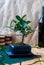 Bonsai ficus panda in a blue pot on a wooden table in the interior