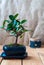 Bonsai ficus panda in a blue pot on a wooden table in the interior