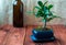 Bonsai ficus panda in a blue pot on a wooden table in the interior